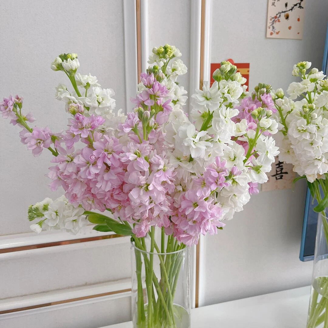 紫罗兰颜色随机5支带香味今天发明天到（全场任意两单京东包邮）