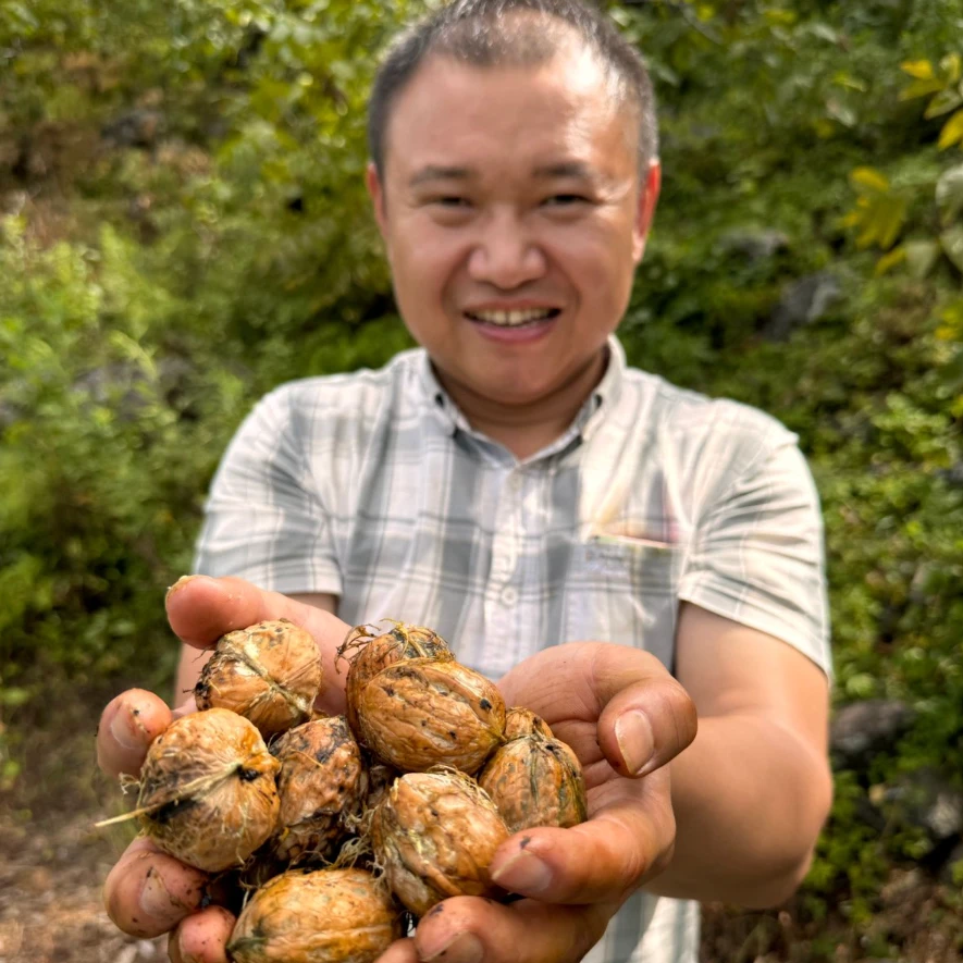 攀枝花高海拔深山老树新鲜湿核桃去青皮鲜核桃(送夹子)