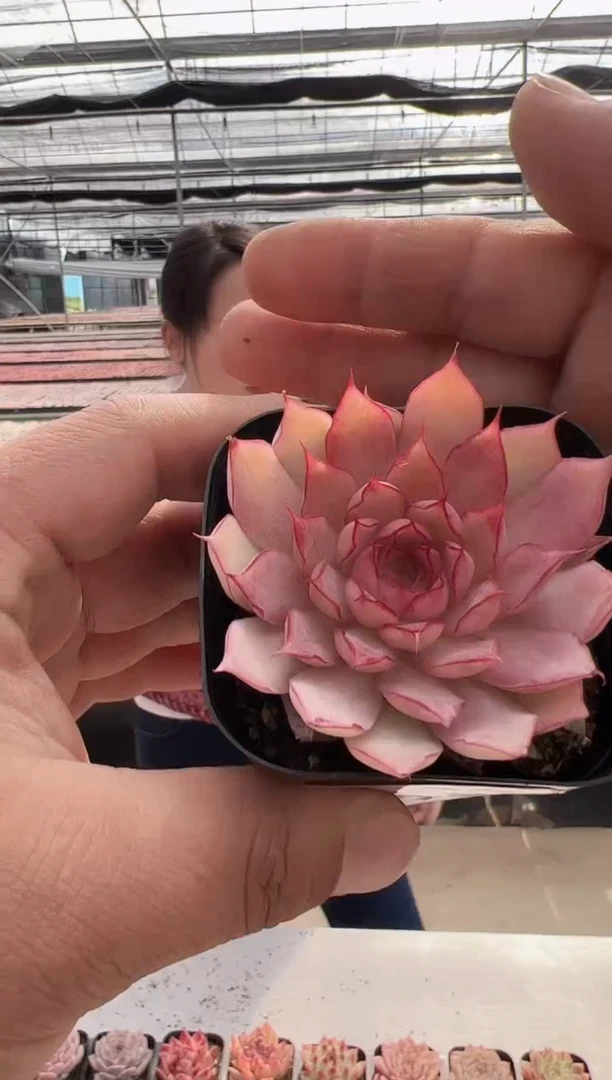 【闪购商品】紫芙-3