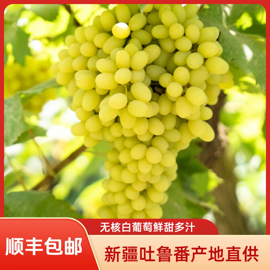 新疆特产吐鲁番无核白葡萄4斤产地直供内地分仓顺丰