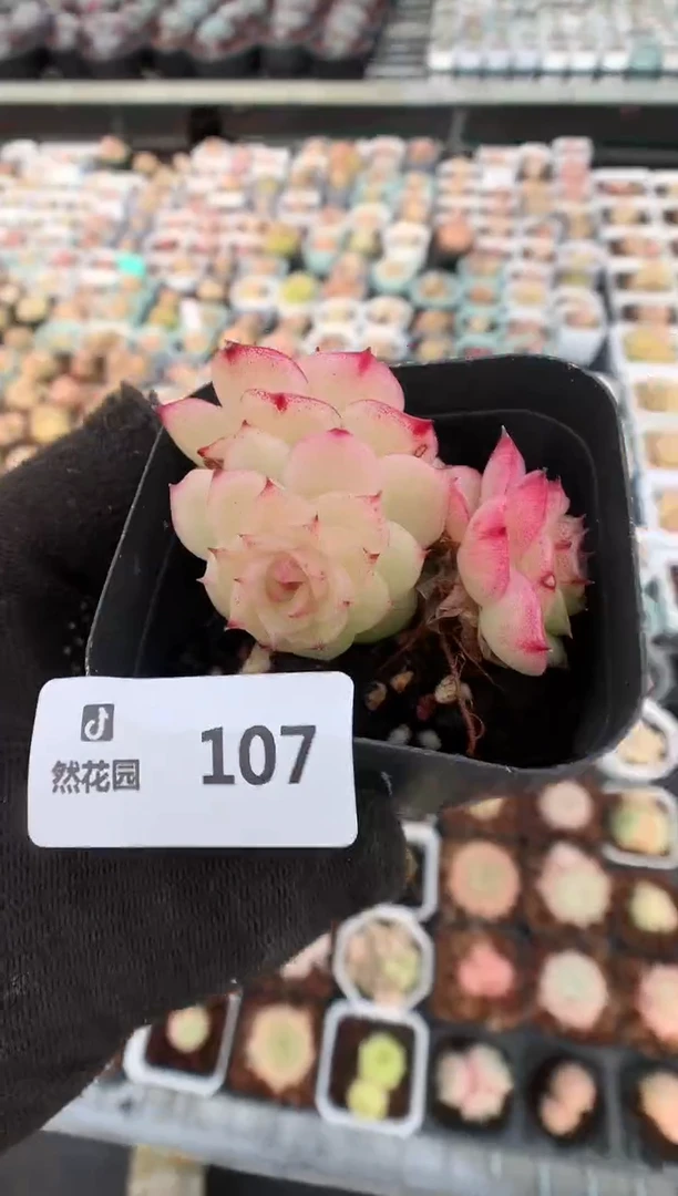 【闪购商品】107麦秆一物一拍