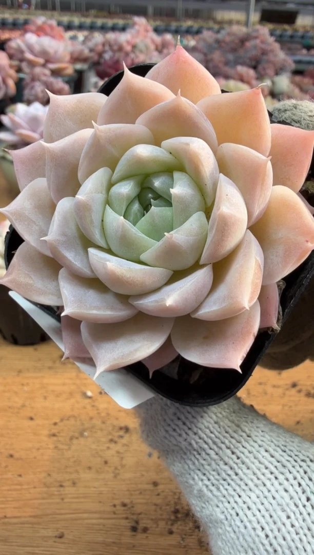 东云多肉园三店-198