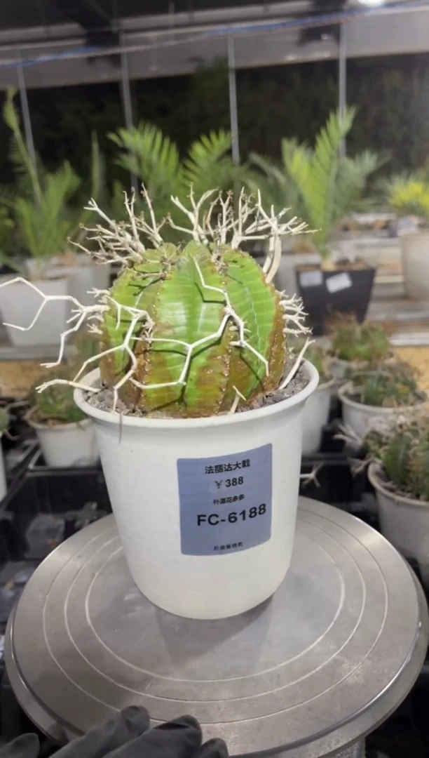 法丽达大戟FC-6188