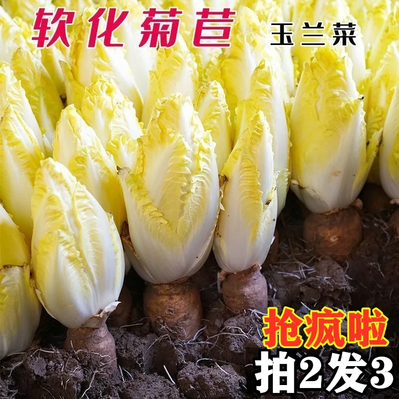 (拍2发3)金玉兰菜种子软化苣菜籽黄芽球种籽水培阳台盆栽四季种孑