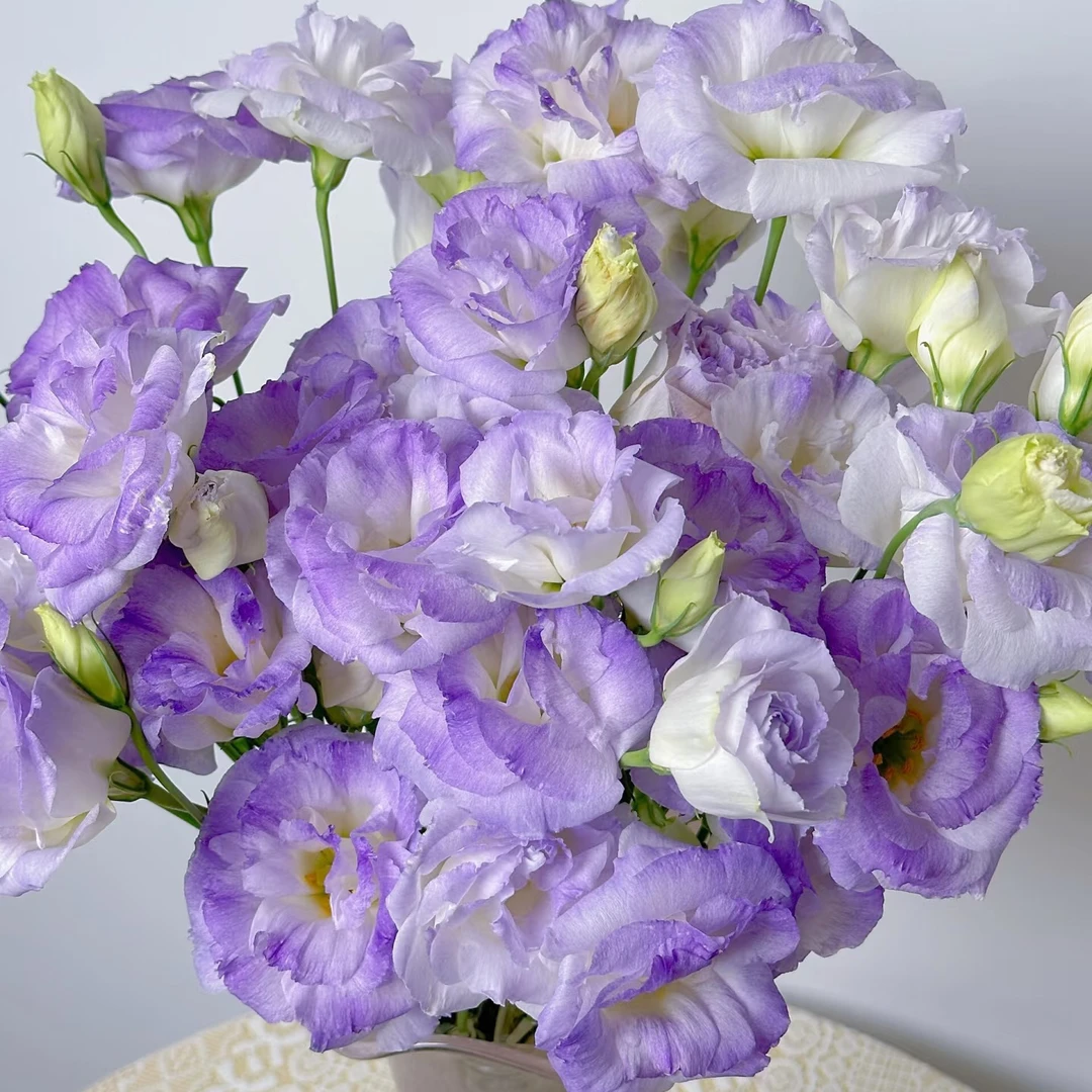 【洋桔梗-烟灰】600g顺丰包邮售后无忧鲜花基地节日礼物情人花束