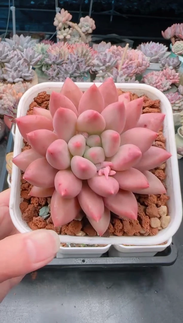 【闪购商品】7330水晶球