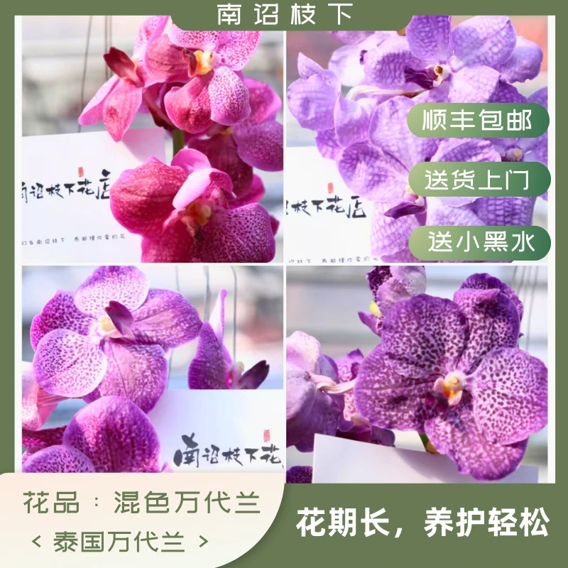 【南诏甄选】直播间一物一拍 万代兰请勿私拍 9.19 2