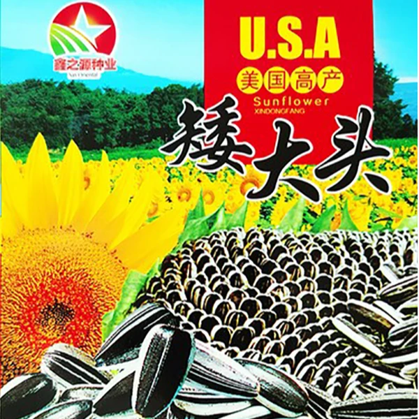 美国矮杆葵花种子矮大头向日葵种籽高产抗病毛嗑籽葵花种