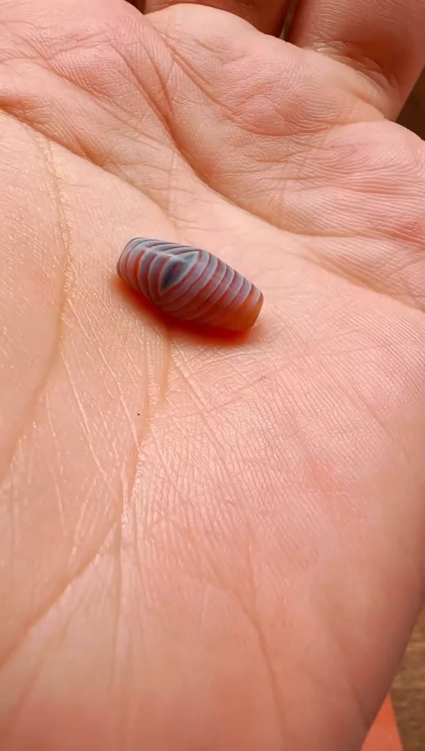 【肖钟出品】东南亚配珠