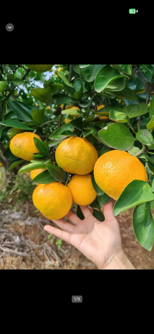 中果/高山蜜桔黄皮无籽汁水饱满桔子橘子应季健康水果