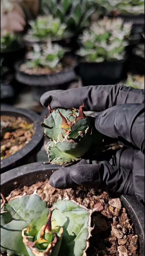 绿肌籽播实生-顶芽(直播竞拍/基因保证/非组培)