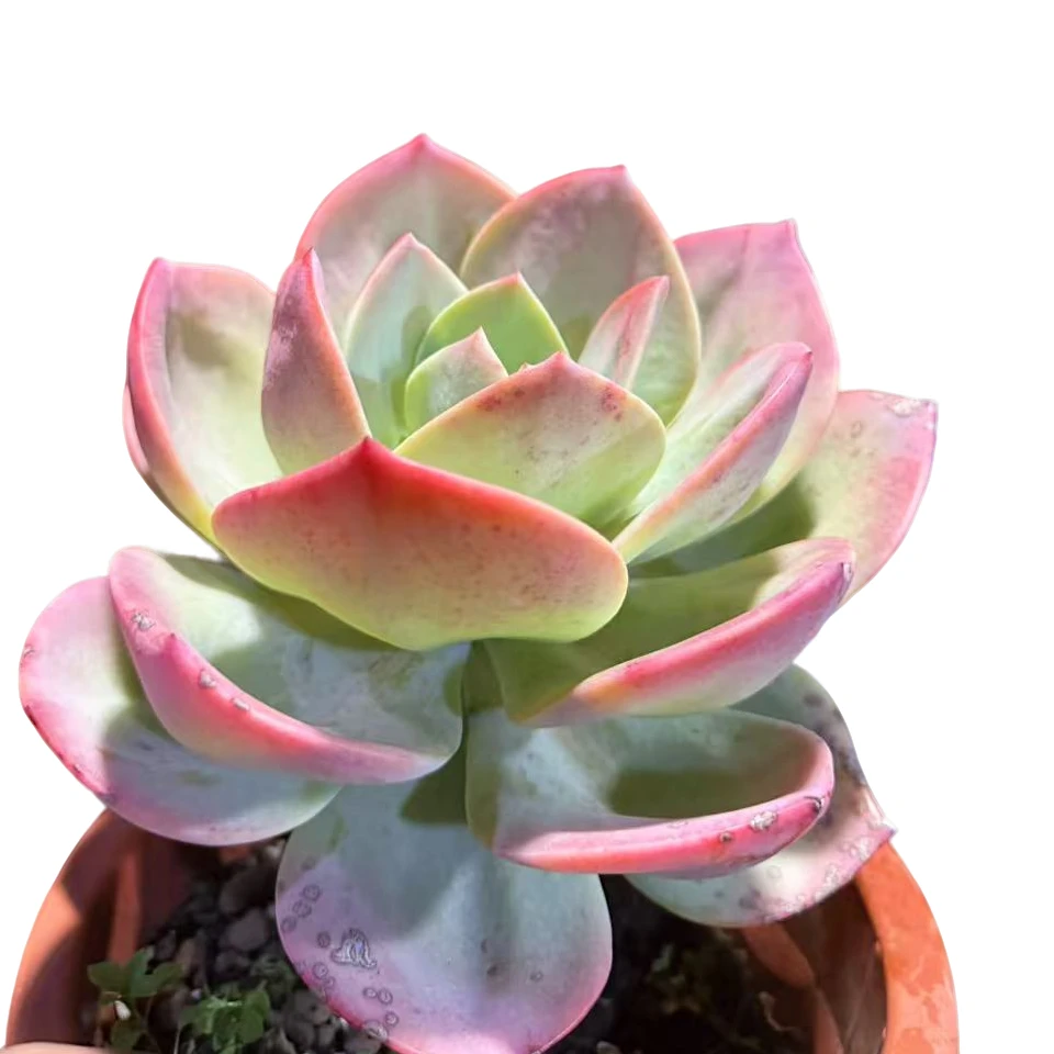 精品多肉    精品血凤