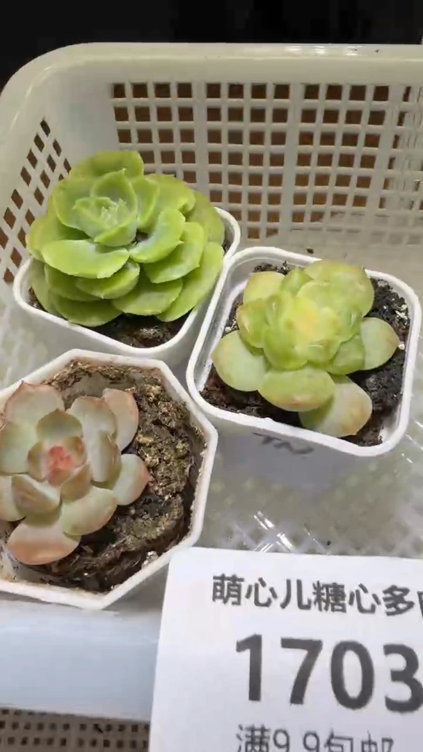 1703多肉植物多肉植物