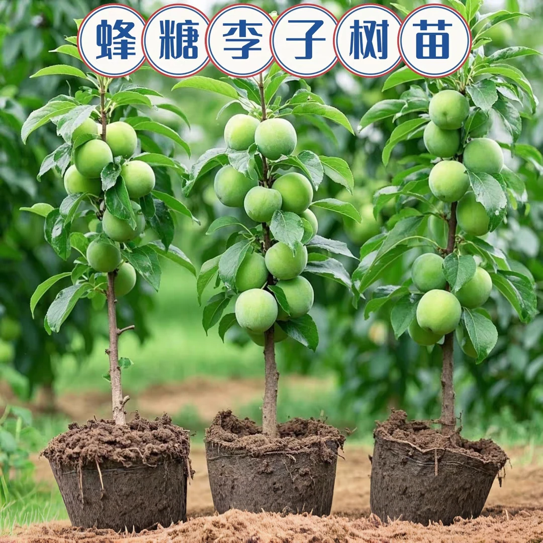 蜂糖李嫁接李子树苗纯甜大果南北方种植盆栽庭院耐寒耐旱当年结果