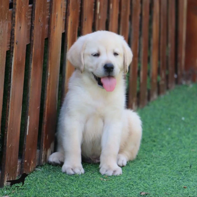 襄阳绿地犬舍直销精品拉布拉多幼犬