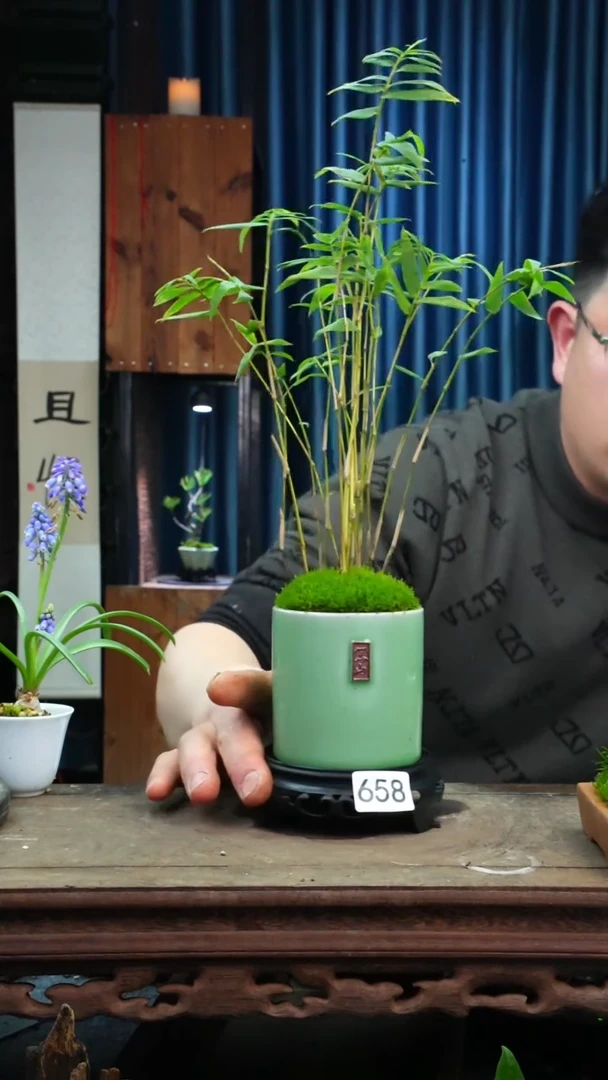 【闪购商品】苔藓微景观658号