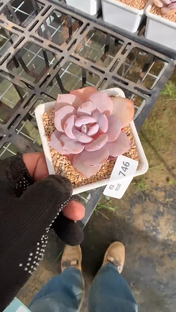 746奶茶一物一拍