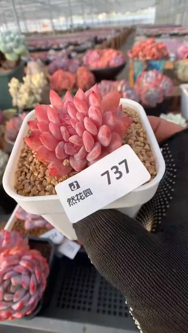 737日本雪天使缀化