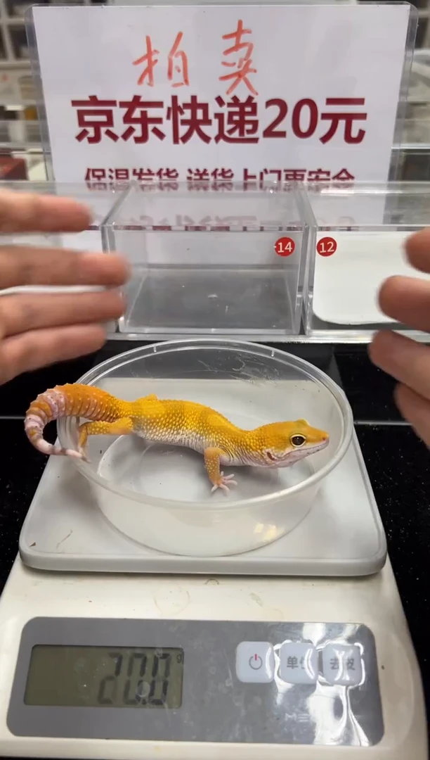 豹纹守宫000000000000