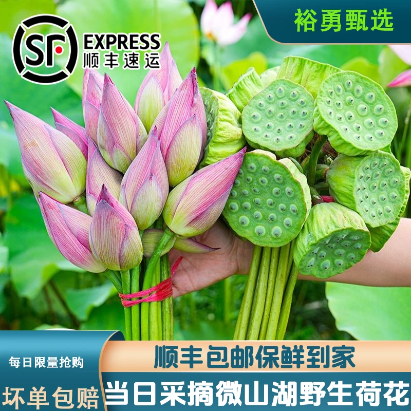 顺丰包邮新鲜荷花莲花插花莲蓬食用花花苞现采现发货大花苞