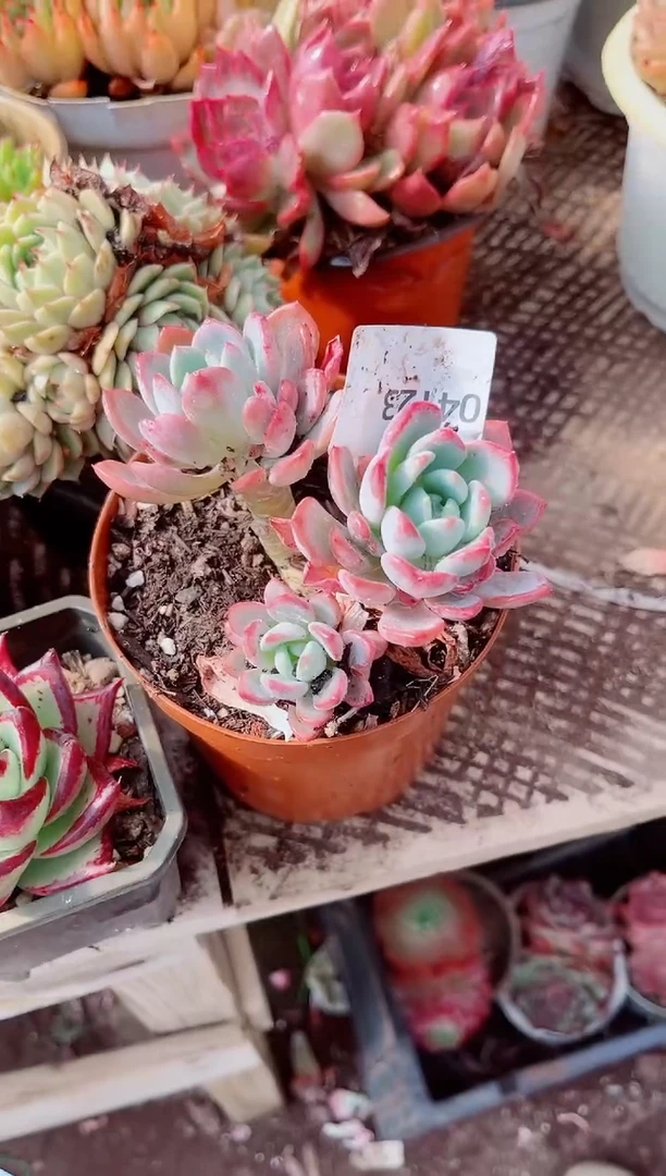 暖**?跃跃精品多肉04123