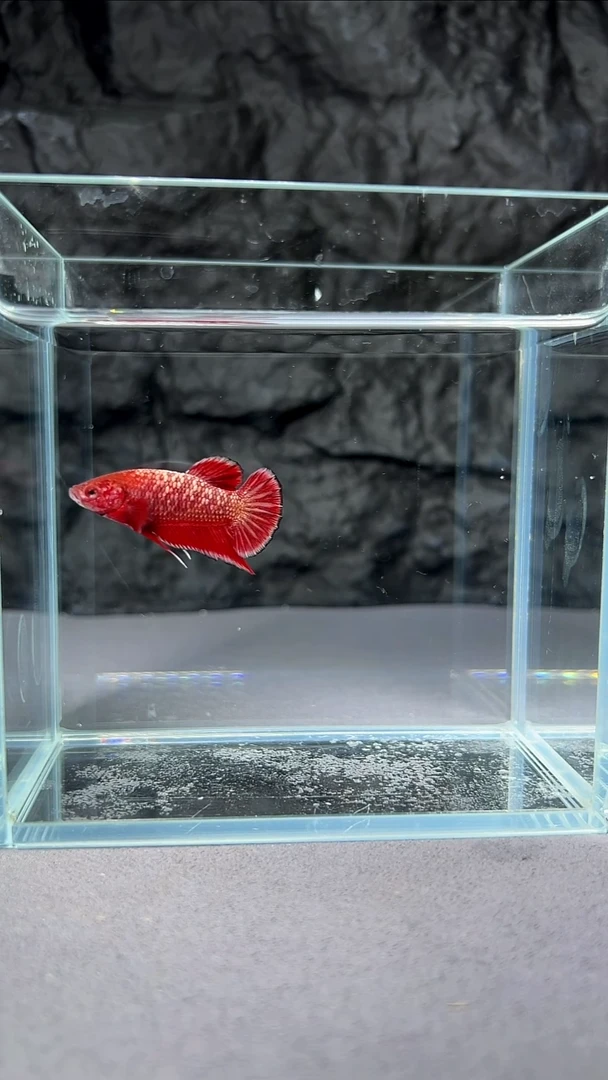 斗鱼竞拍链接S020