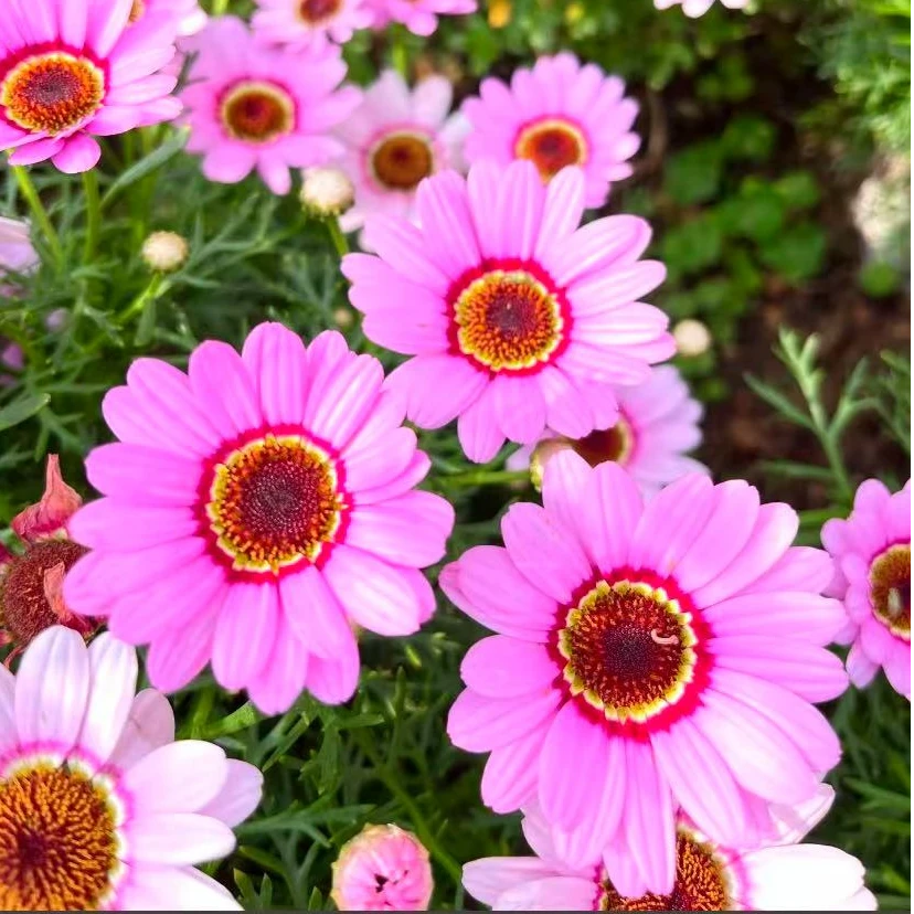 粉色大眼睛玛格丽特盆栽花苗阳台庭院爆花机器