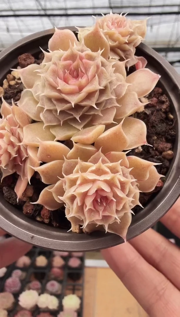 东云多肉园新款-128