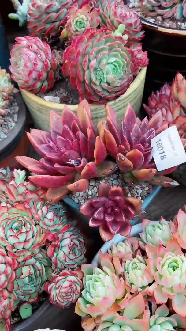 【闪购商品】18018