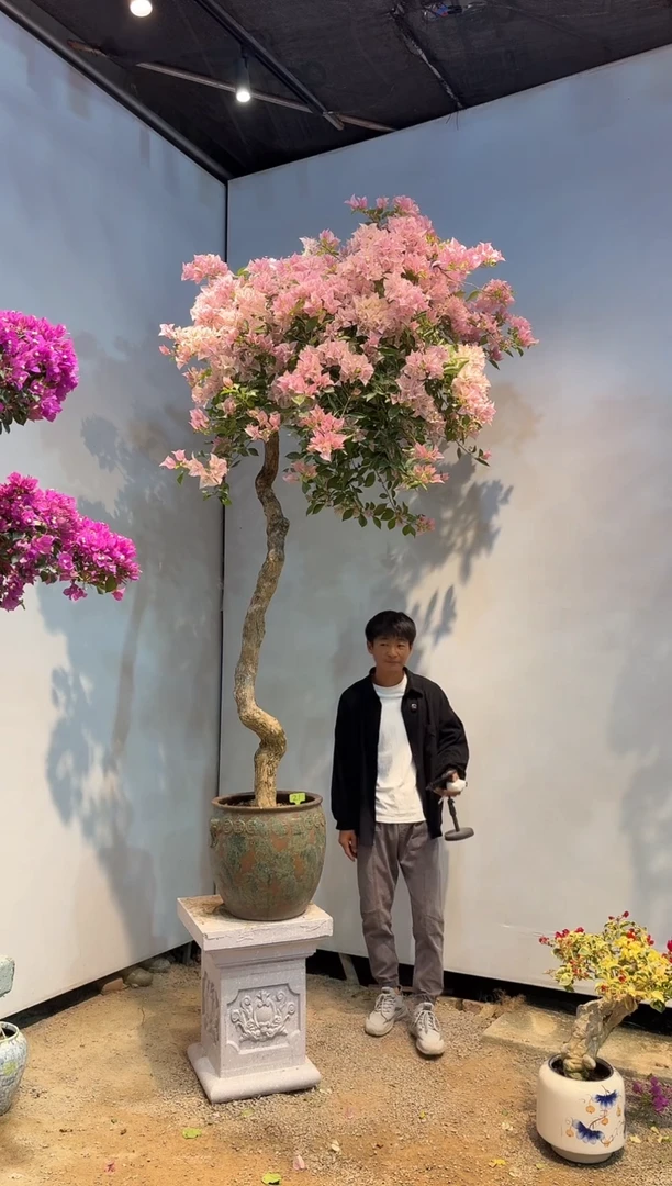 全部花朵g****宁三角梅21