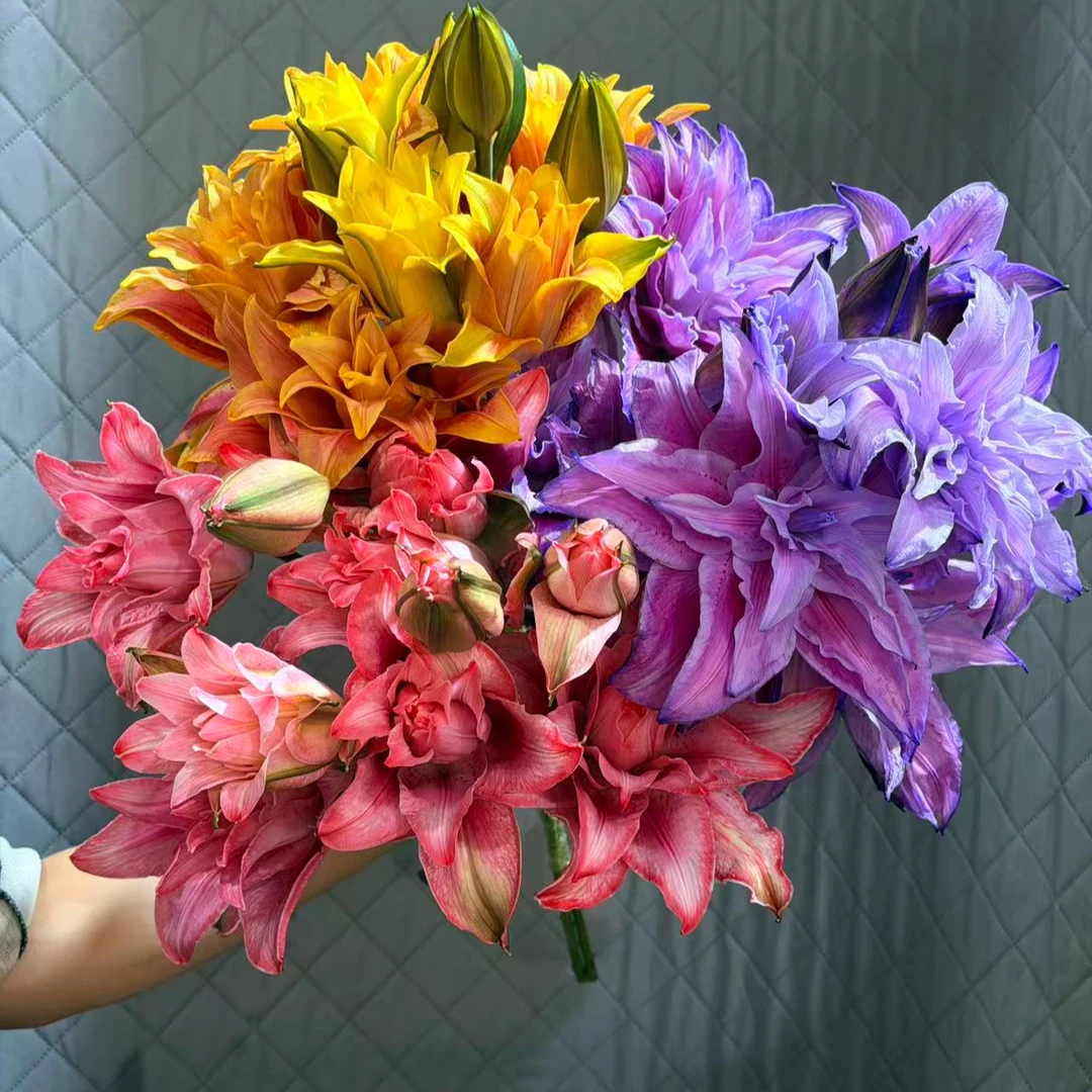 【静静甄选】重瓣吸色百合-彩虹三姐妹 云南直发鲜花水养鲜切花