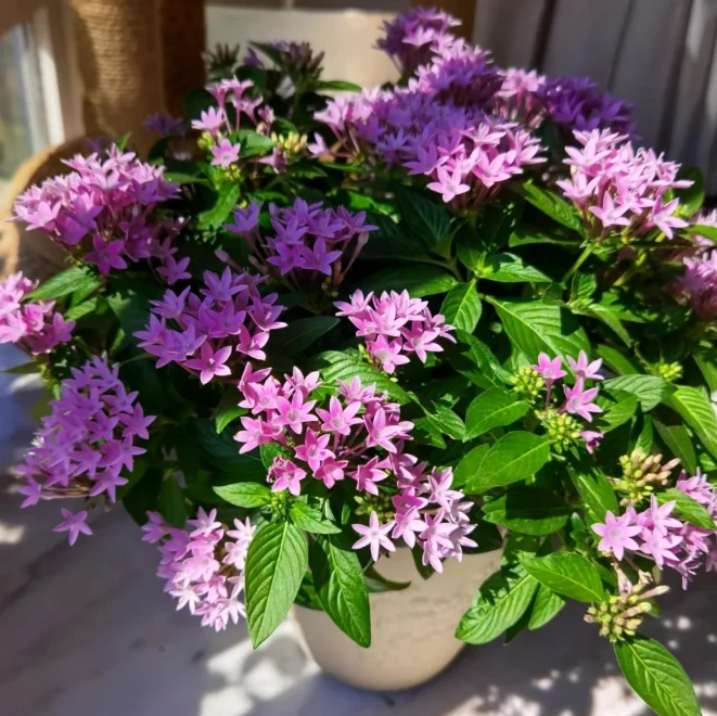 【五星花】繁星花白玉虎皮兰橡皮树清香胡椒木铂金钻搭配基地直发