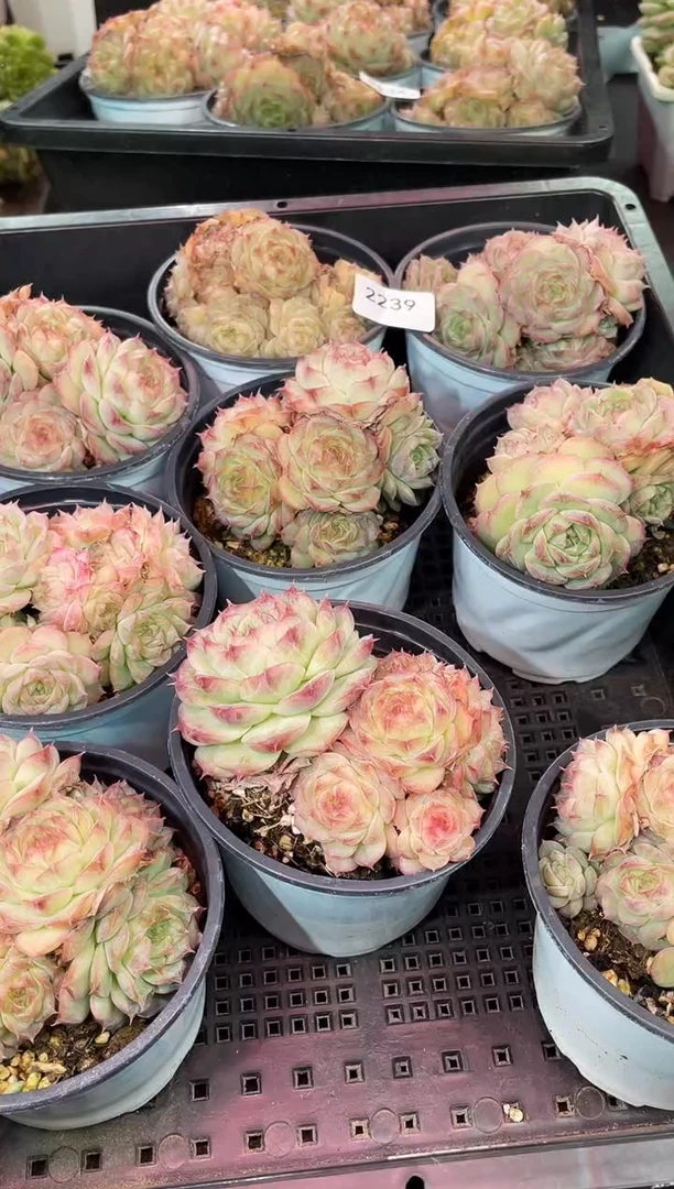 闪购2239 蔷薇珍妮多肉一颗