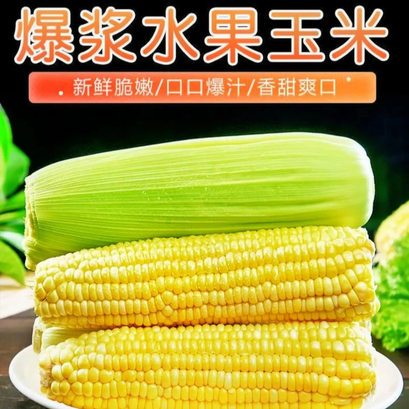 广东水果鲜玉米8根装现摘鲜发源头直采