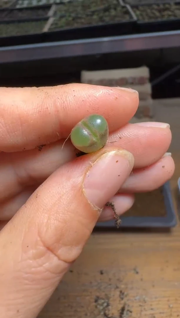 【闪购商品】15-258