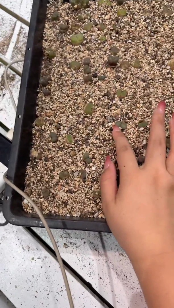 28-205多肉植物脱土发