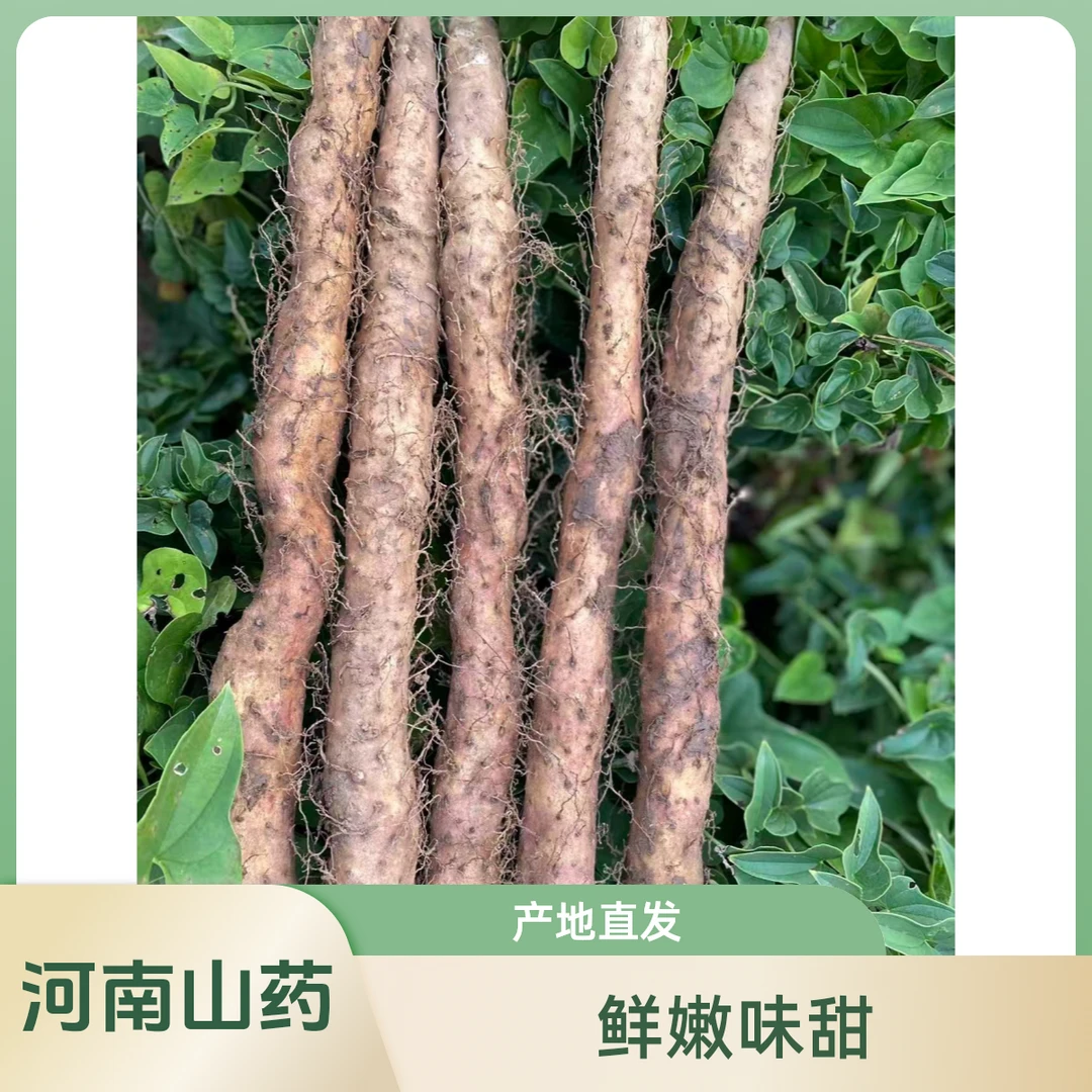 正宗河南焦作温县垆土铁棍山药怀山药软糯香甜原产地直达3斤5斤