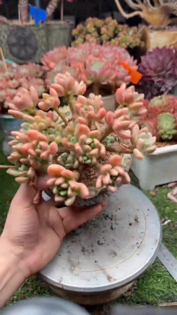 青***。358洛神。。。。