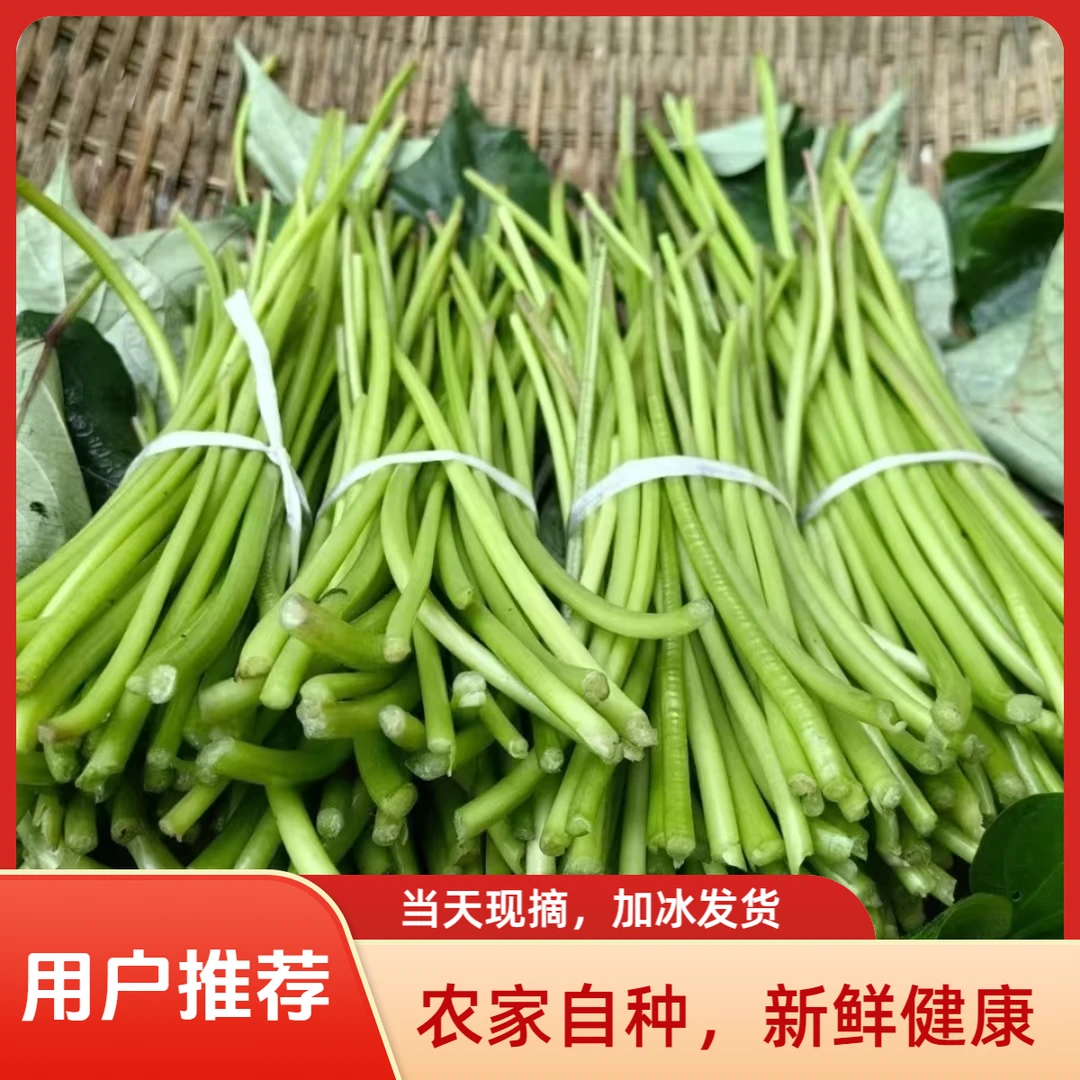当天现摘红薯梗当季鲜嫩蔬菜农家自种红薯藤尖红薯杆清炒腌酸凉拌