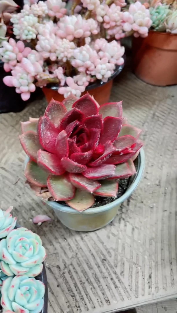 【闪购商品】04007