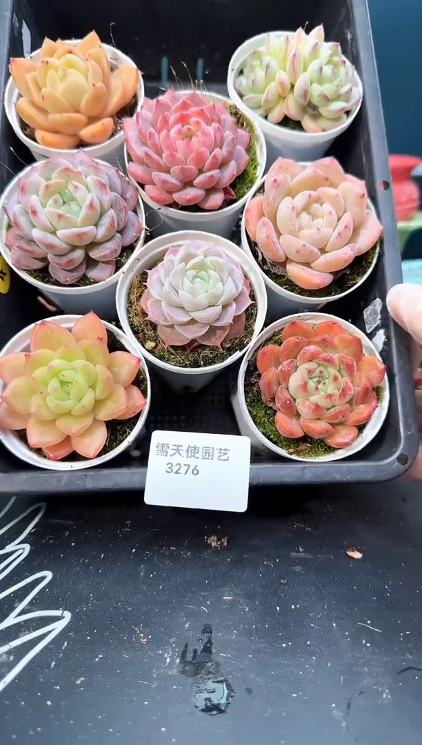 3  276  多肉  8 颗