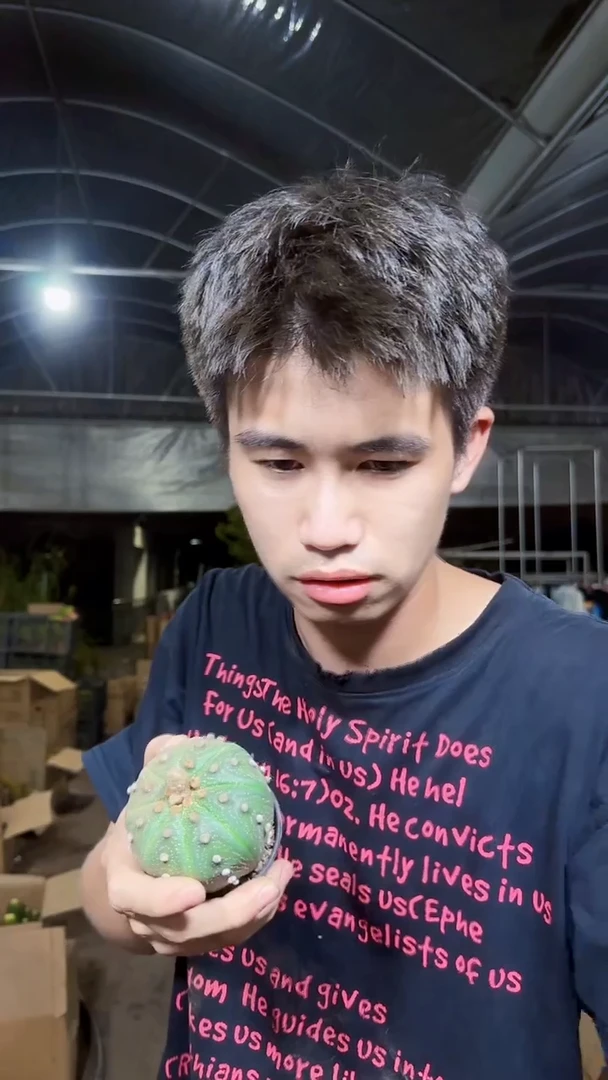 5颗 实生根 星兜 4-6cm