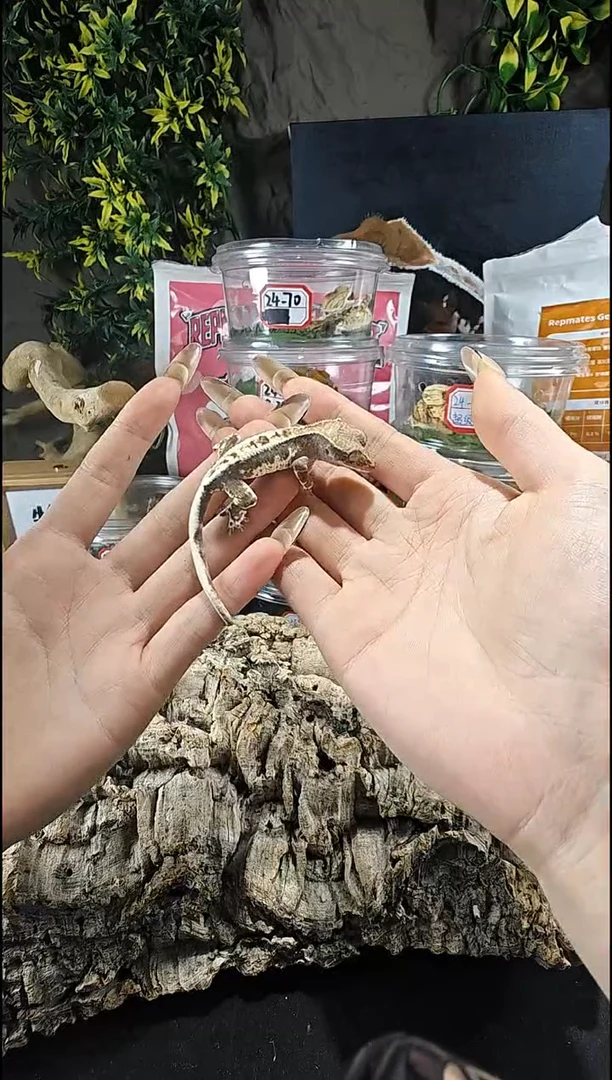 睫角守宫风**安25-247铁锈法布