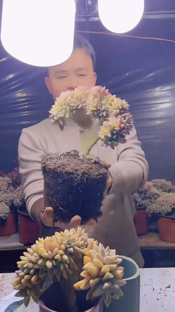 【闪购商品】缀化157