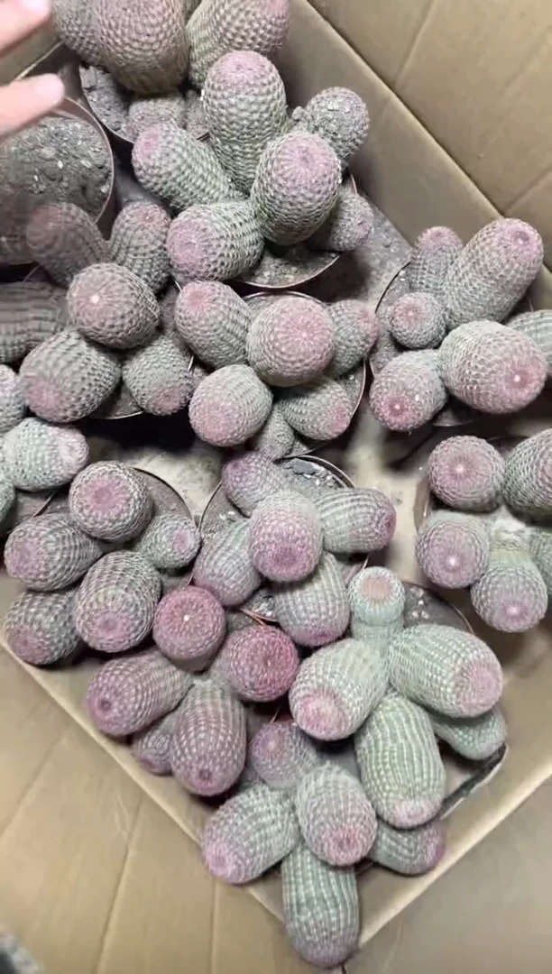 5头起 红太阳【带根【