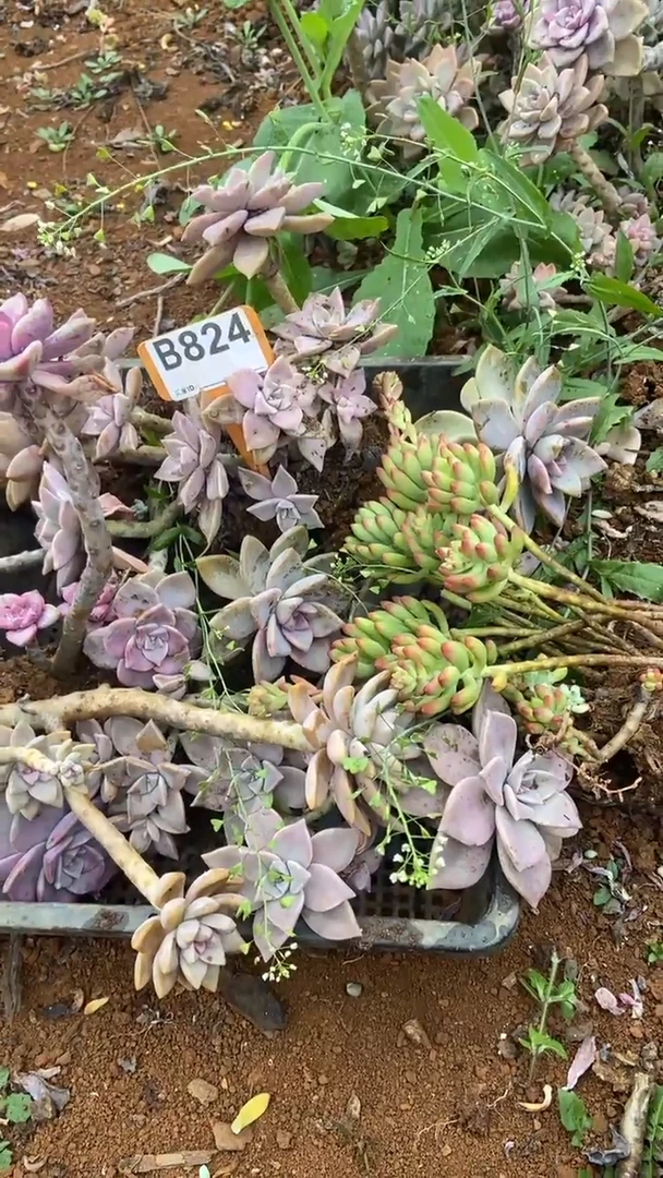 【闪购商品】B824清风花木兰多肉组合