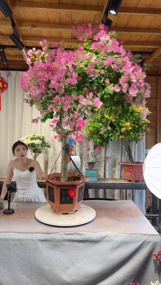 大量花朵（建议范围：8朵-15朵 或40%以上）1