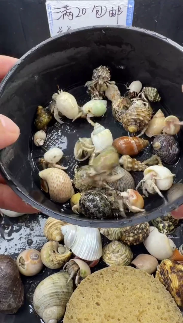 小豆丁一份包活到手10只，不包全品