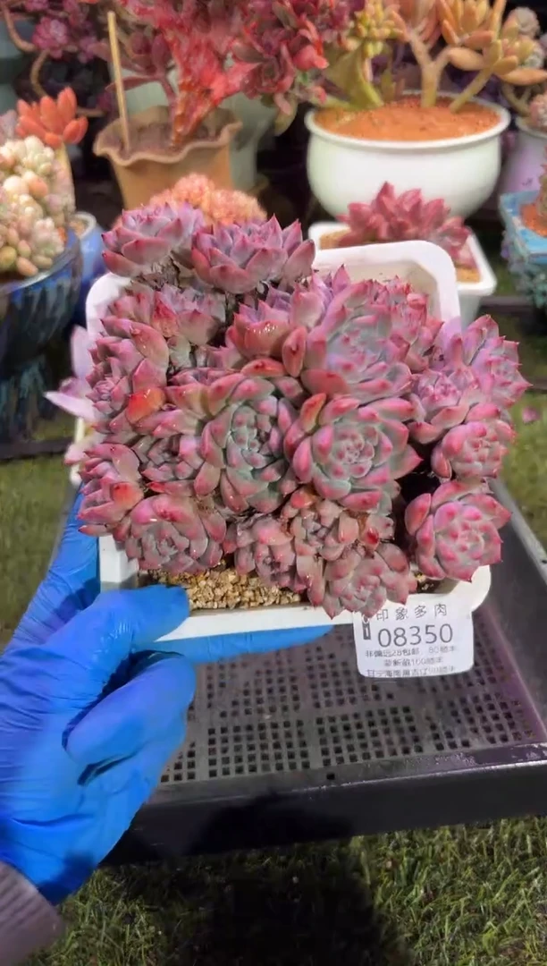 【闪购商品】08350