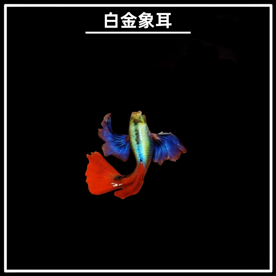 白金像耳孔雀鱼热带观赏鱼